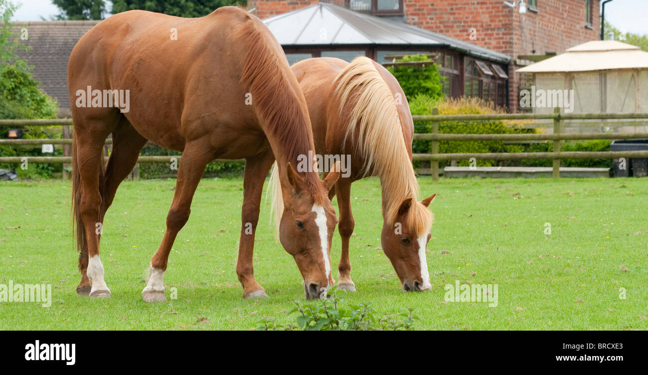 Chestnut horses hi-res stock photography and images - Alamy