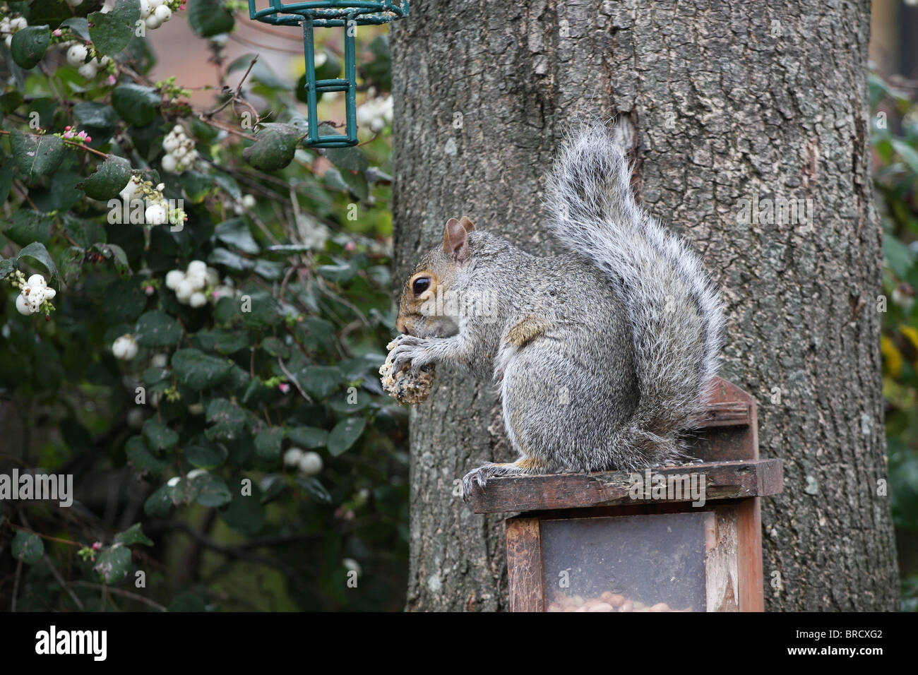 Grey squirrel eating a fat ball from the bird feeder Stock Photo Alamy