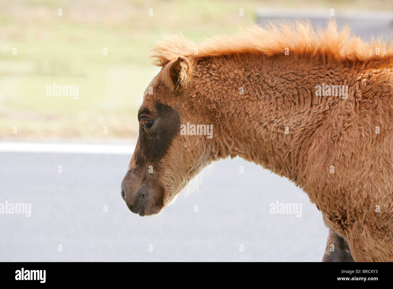 one young wild brown foal portrait closeup Stock Photo