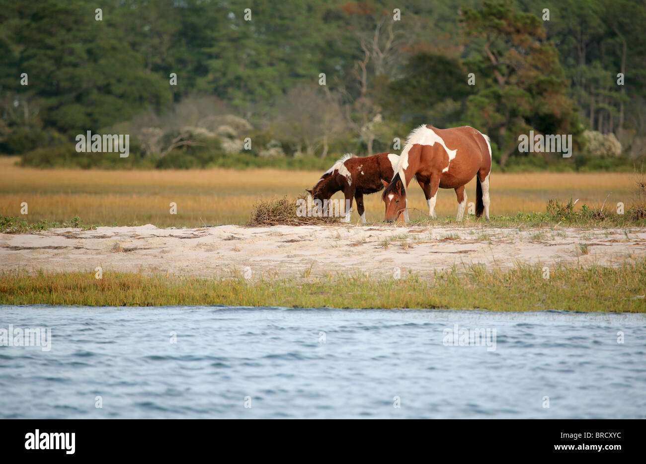two wild ponies from the Virginia herd at Assateague National Park grazing near the water edge Stock Photo