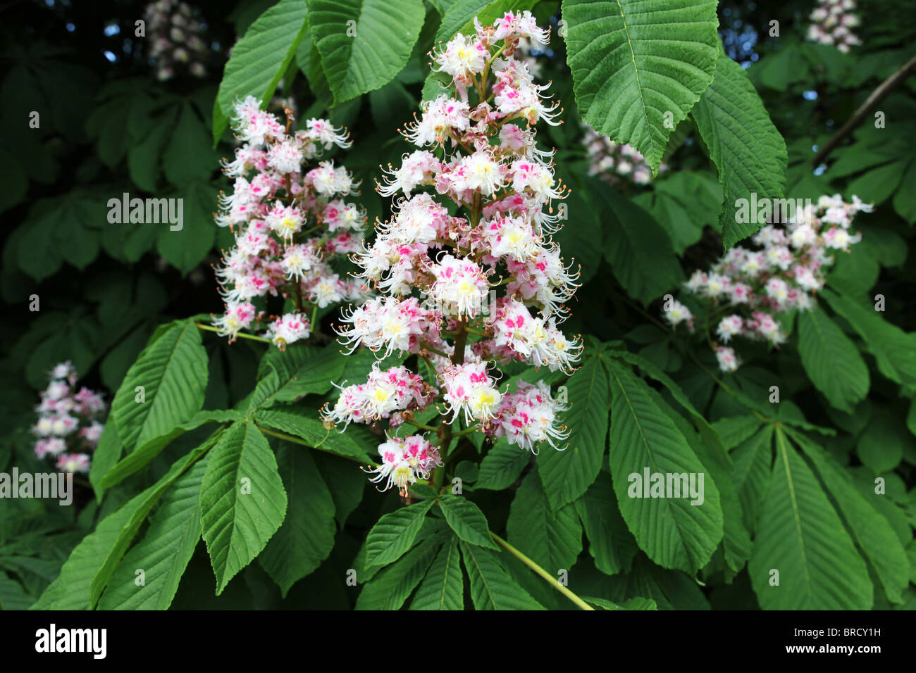 Horse Chestnut blossom in springtime Stock Photo