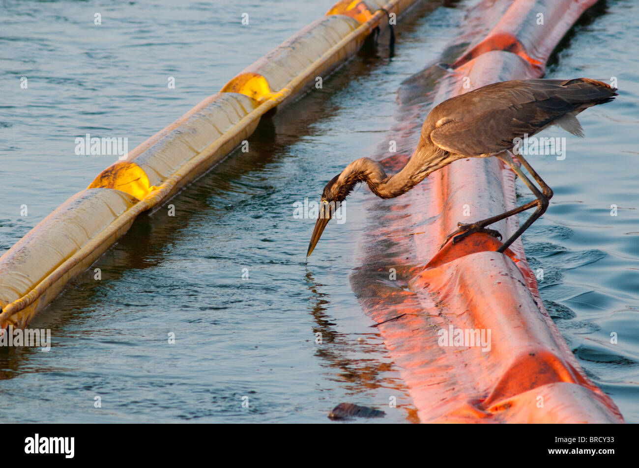 Oiled Great Blue Heron fishing from boom. Stock Photo