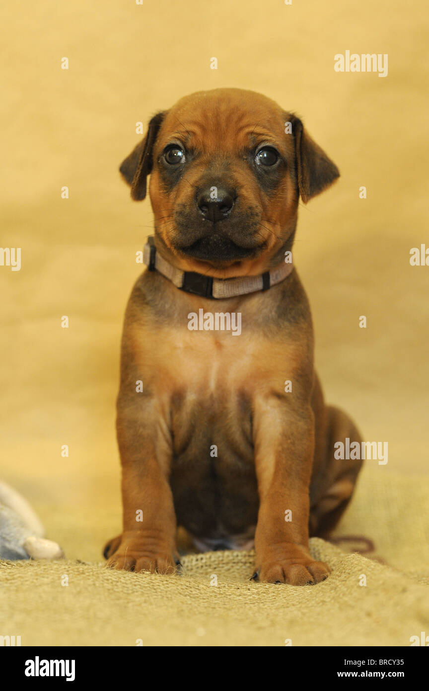 Rhodesian Ridgeback (Canis lupus familiaris). Puppy sitting on a towel while looking into the camera. Stock Photo