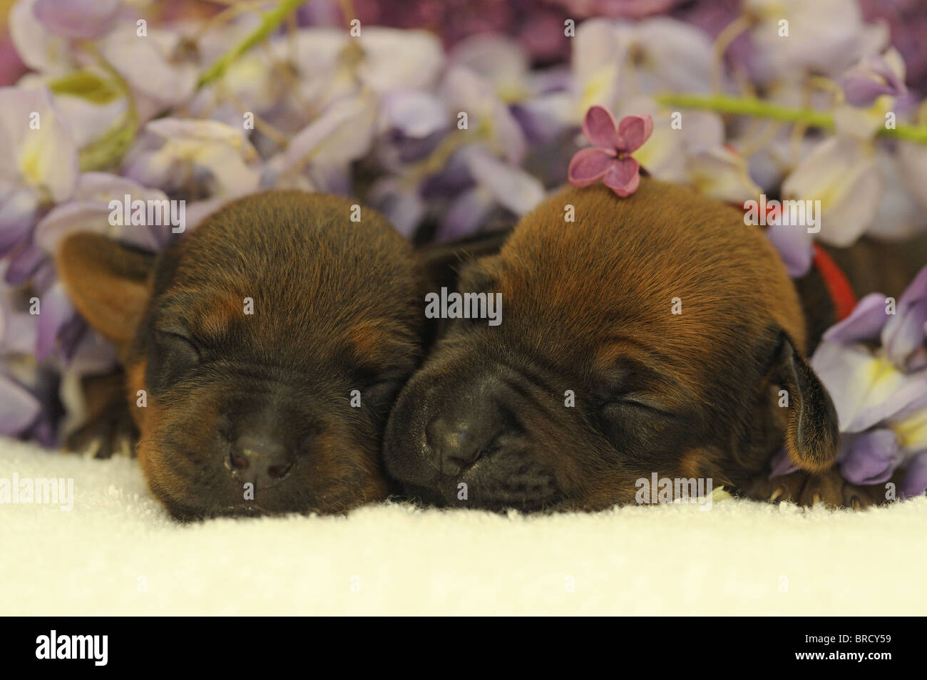 Rhodesian Ridgeback (Canis lupus familiaris). Two puppies sleeping next to Lilacflowers. Stock Photo