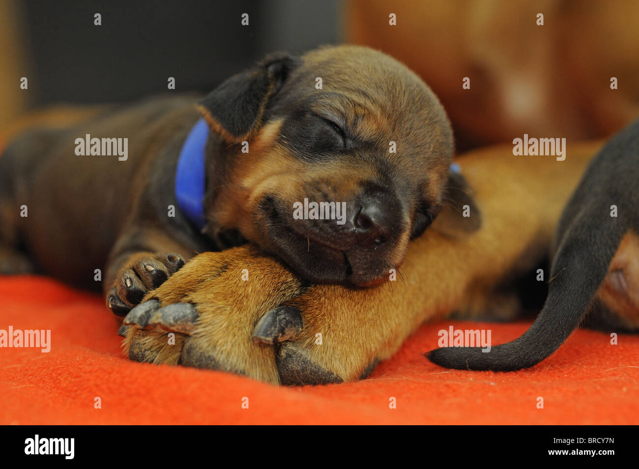 Rhodesian Ridgeback (Canis lupus familiaris). Puppy sleeping on its mothers paw. Stock Photo