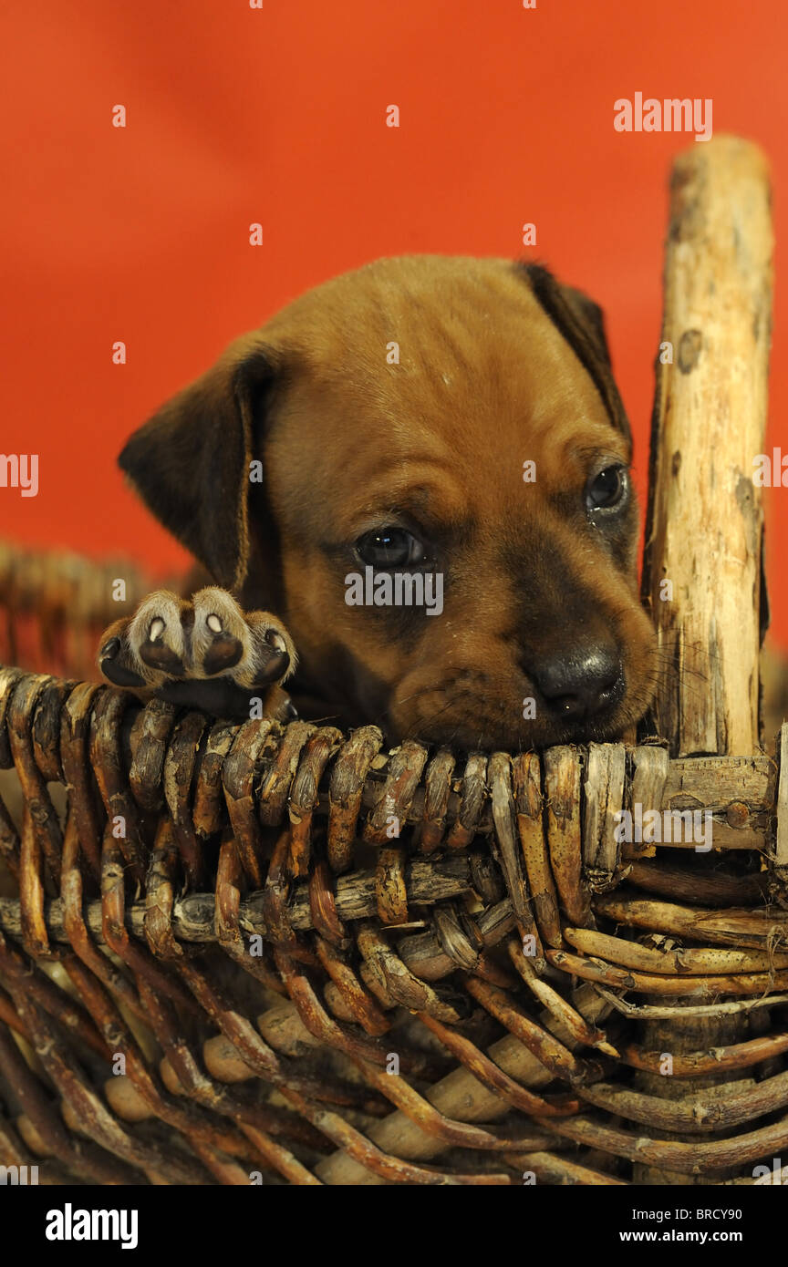 Rhodesian Ridgeback (Canis lupus familiaris). Portrait of a puppy in a basket. Stock Photo