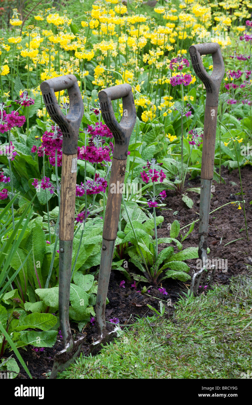 three garden forks in ground at front of flower border Stock Photo Alamy