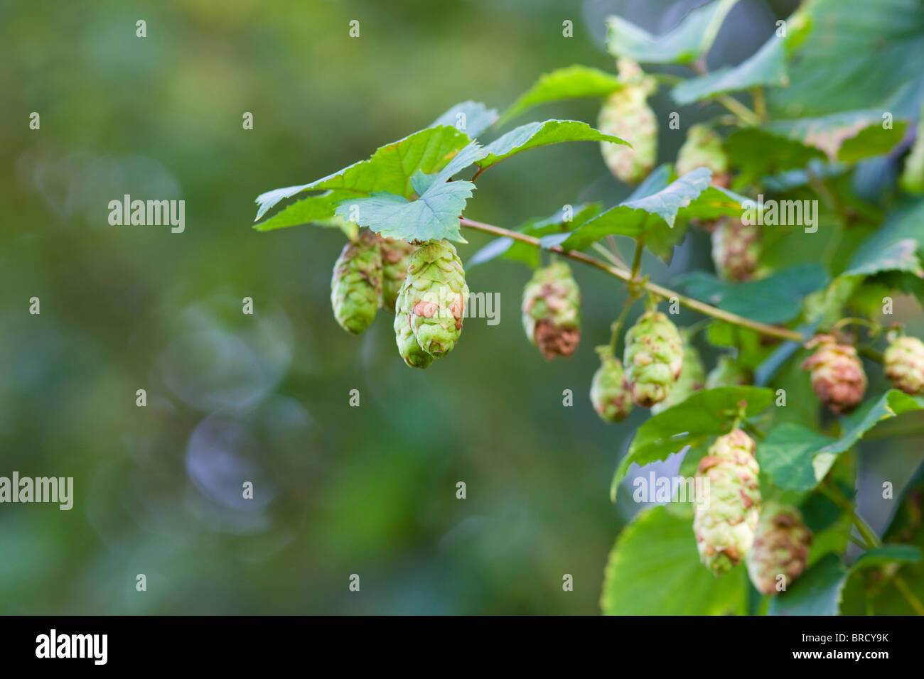 Hop picking kent england hop hires stock photography and images Alamy