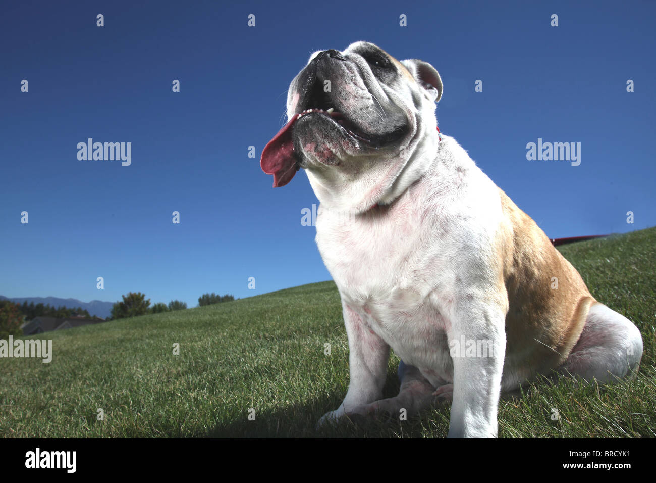 portrait of happy bull dog sitting in grass w/ tongue hanging out of mouth Stock Photo