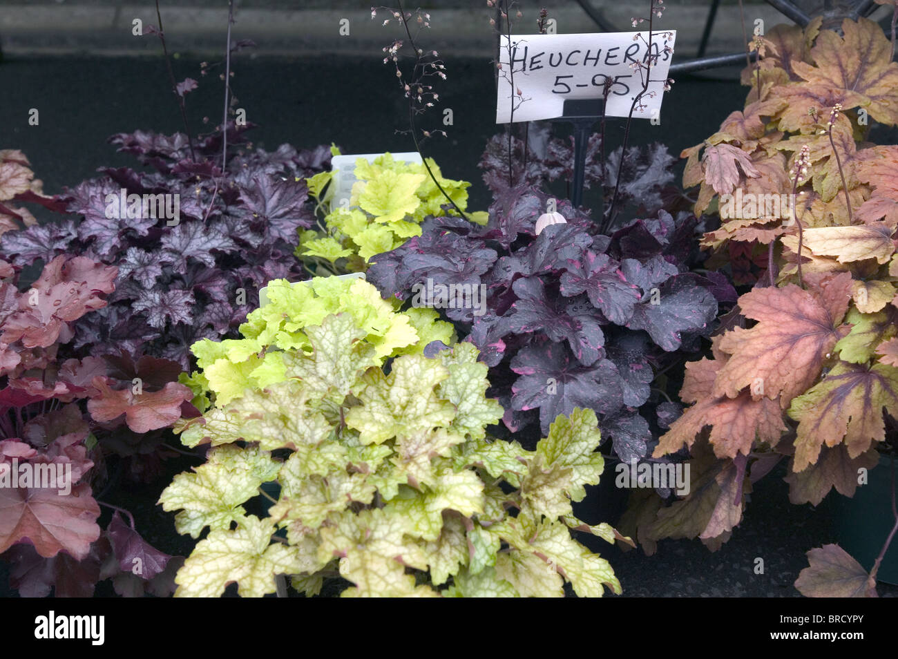 Heuchara plants Stock Photo
