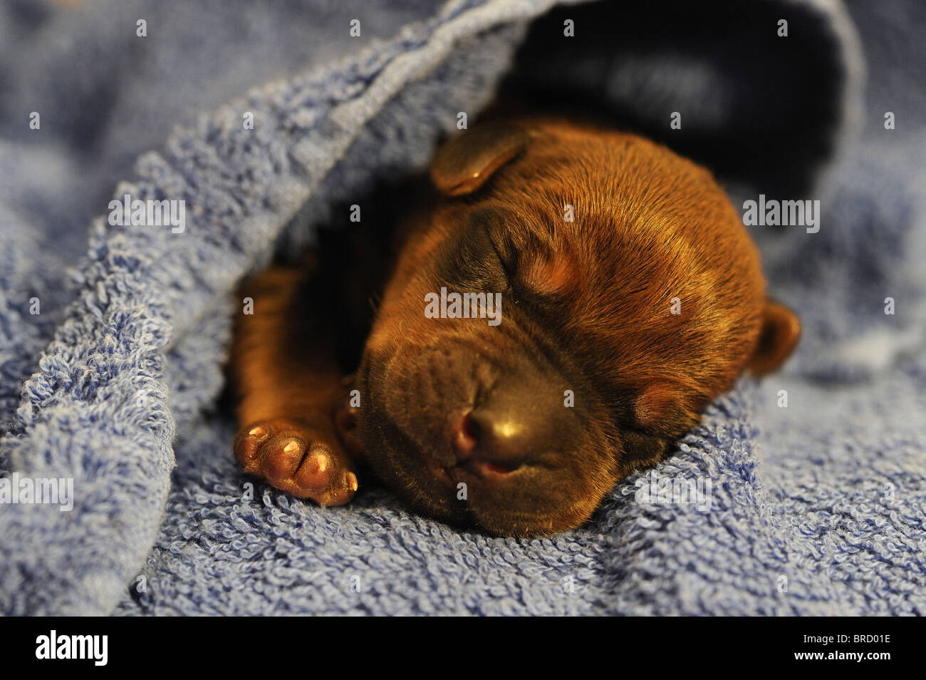 Rhodesian Ridgeback (Canis lupus familiaris). Very young puppy with eyes still closed sleeping in a blue towel. Stock Photo