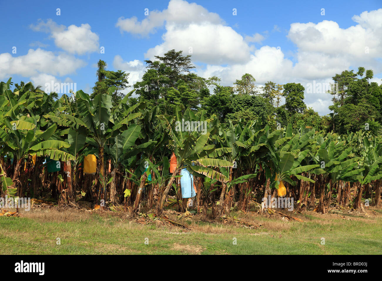 Banana plantation in Eastern Australia (Queensland). The colored bags