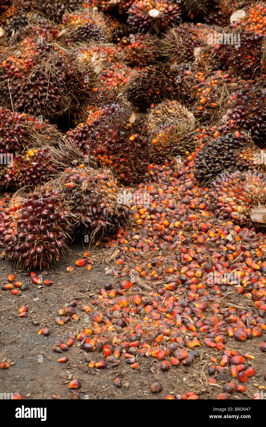 Freshly harvested palm oil nuts, Elaeis guineensis, Sabah, Borneo Stock Photo