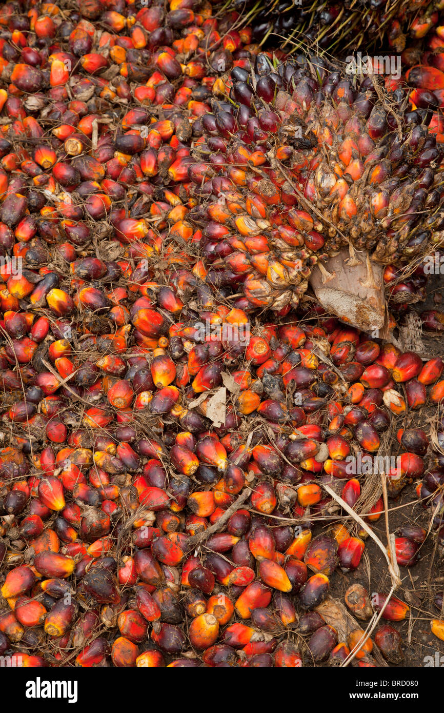 Palm Nuts High Resolution Stock Photography and Images Alamy