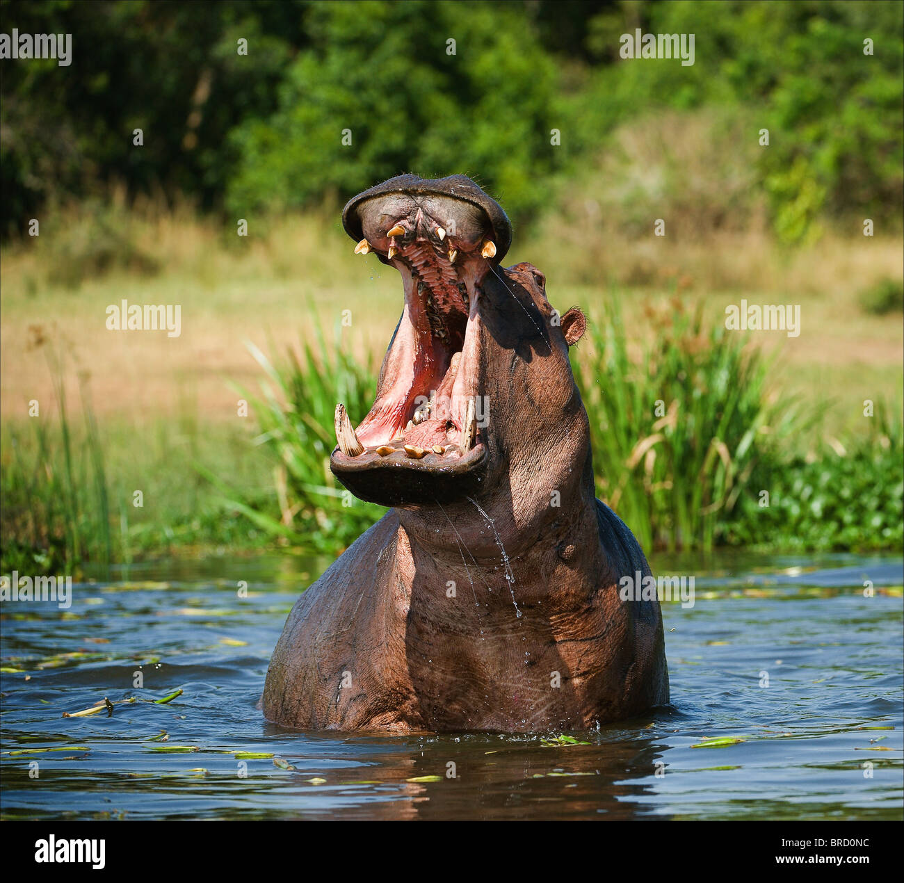 Yawning hippo Stock Photo