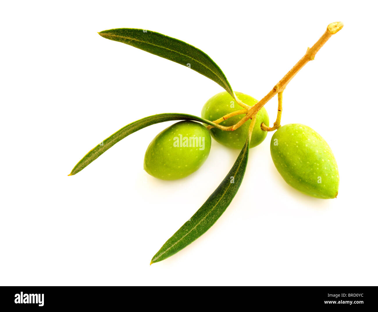 Fresh green olive branch isolated on white background Stock Photo - Alamy