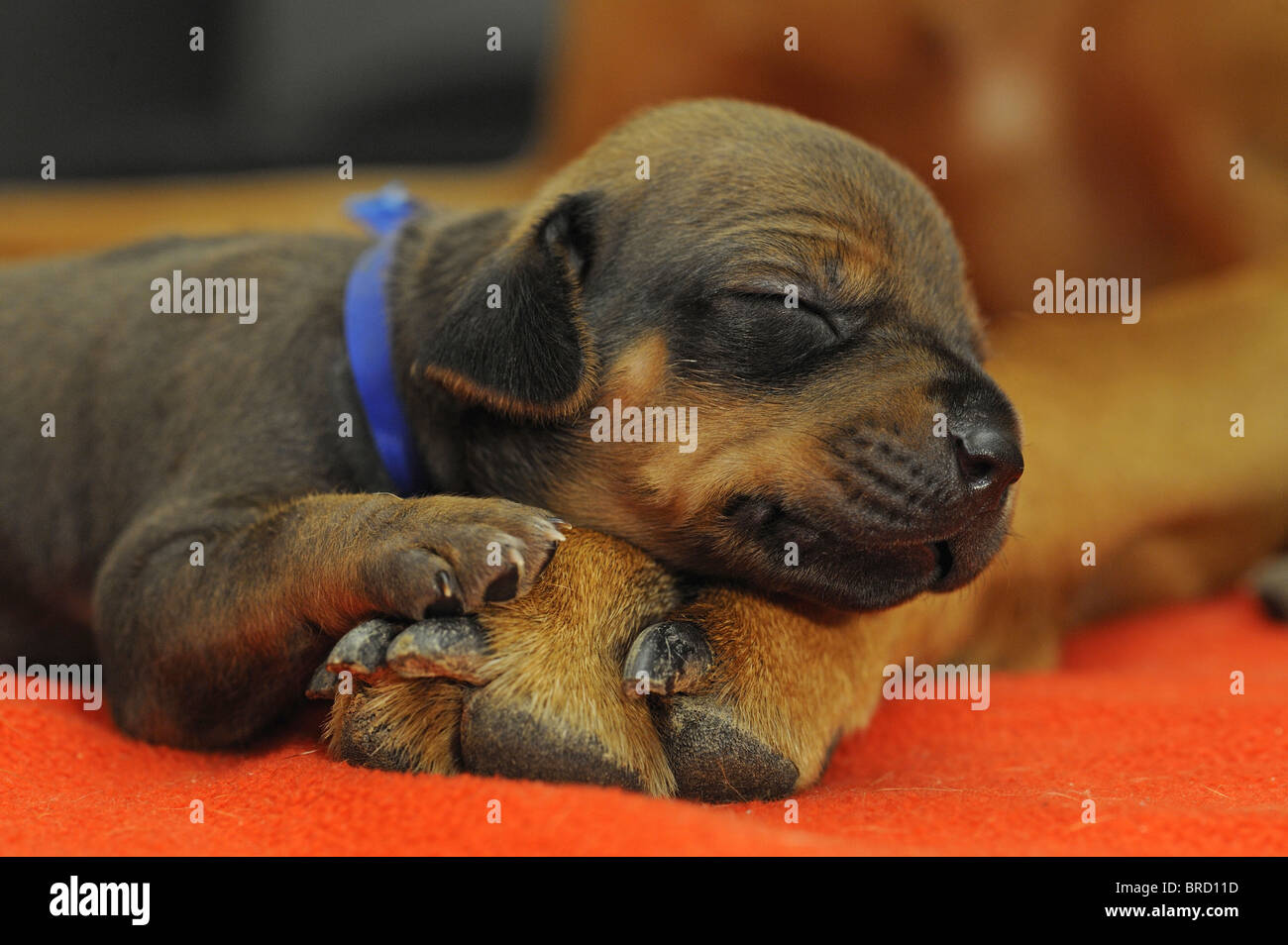 Rhodesian Ridgeback (Canis lupus familiaris). Puppy sleeping on its mothers paw. Stock Photo