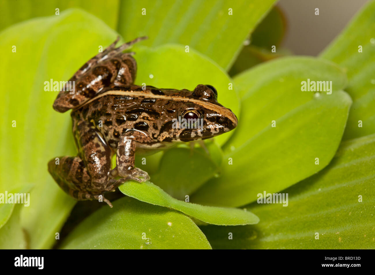 Grass frog, Fejervarya limnocharis, Tuaran, Sabah, Borneo Stock Photo