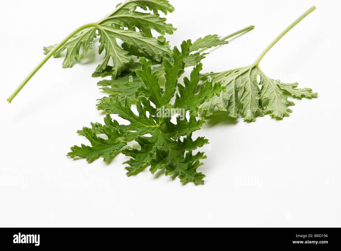 Scented geranium leaves closeup on white background Stock Photo Alamy