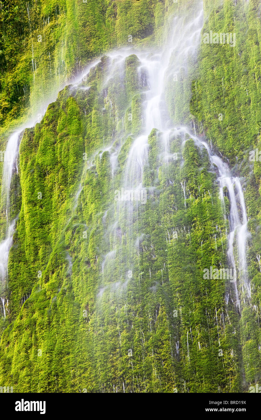 Seasonal waterfall into Tanner Creek.Columbia River Gorge National Scenic Area, Oregon Stock Photo