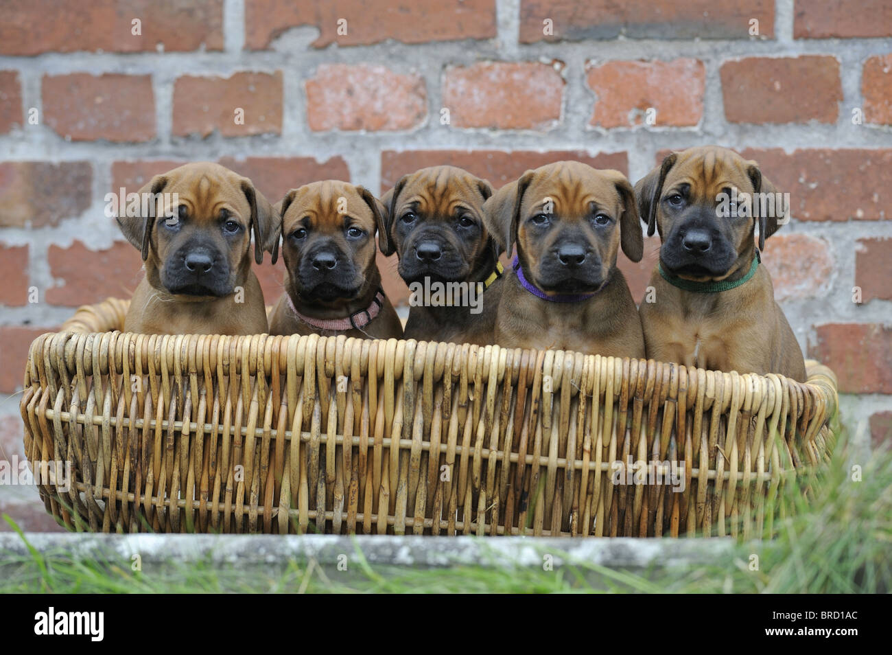Rhodesian Ridgeback (Canis lupus familiaris). Five puppies in a basket. Stock Photo