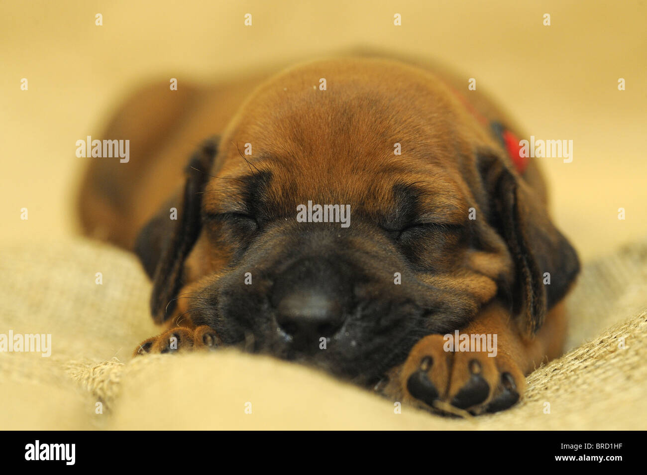 Rhodesian Ridgeback (Canis lupus familiaris). Puppy sleeping on a coarse cloth. Stock Photo
