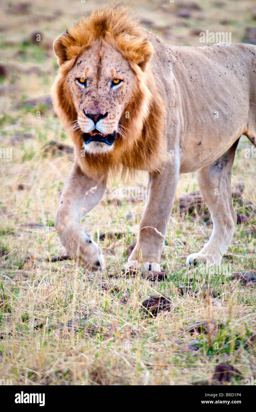 Male Lion, Panthera leo, Masai Mara National Reserve, Kenya, Africa Stock Photo