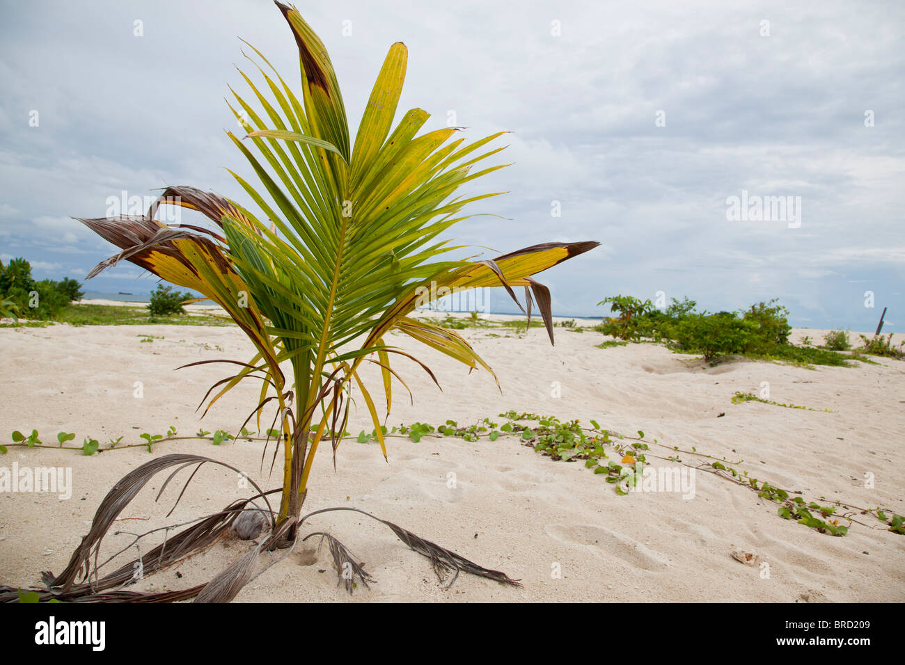 Seedling coconut palm, Cocos nucifera, Selingan Island, Sabah, Borneo Stock Photo