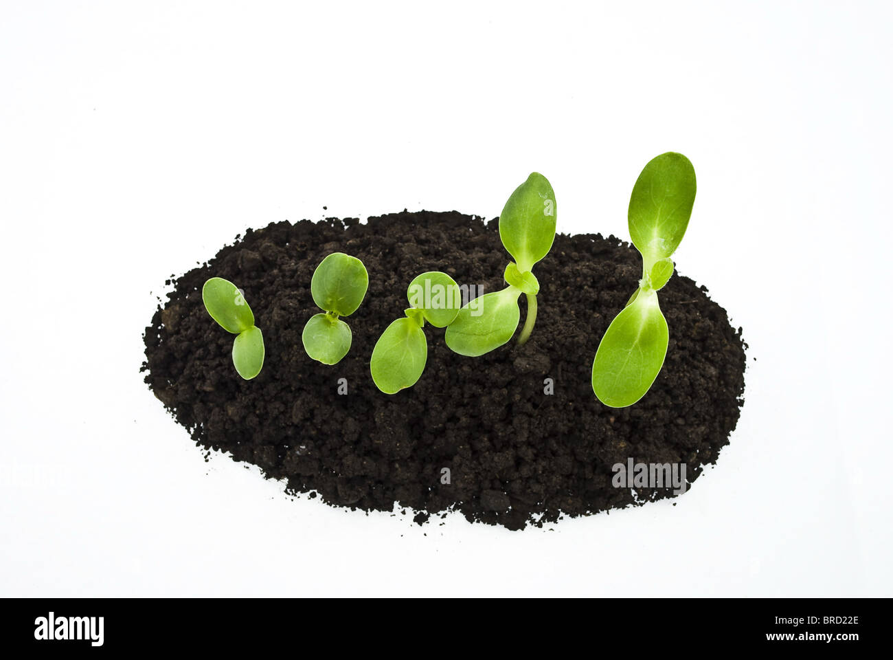 young sunflowers sprouts in the soil isolated over white Stock Photo