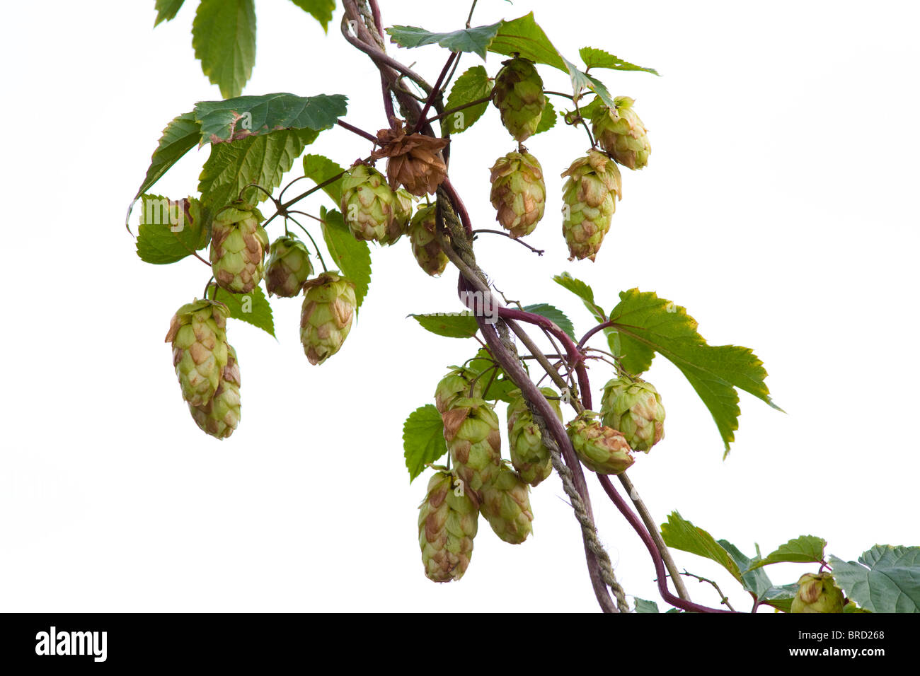 Hop Picking Kent England Hop High Resolution Stock Photography and