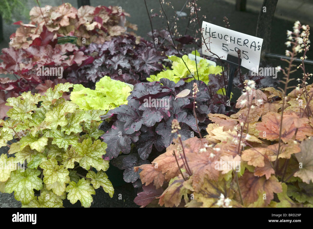 Heuchara plants Stock Photo
