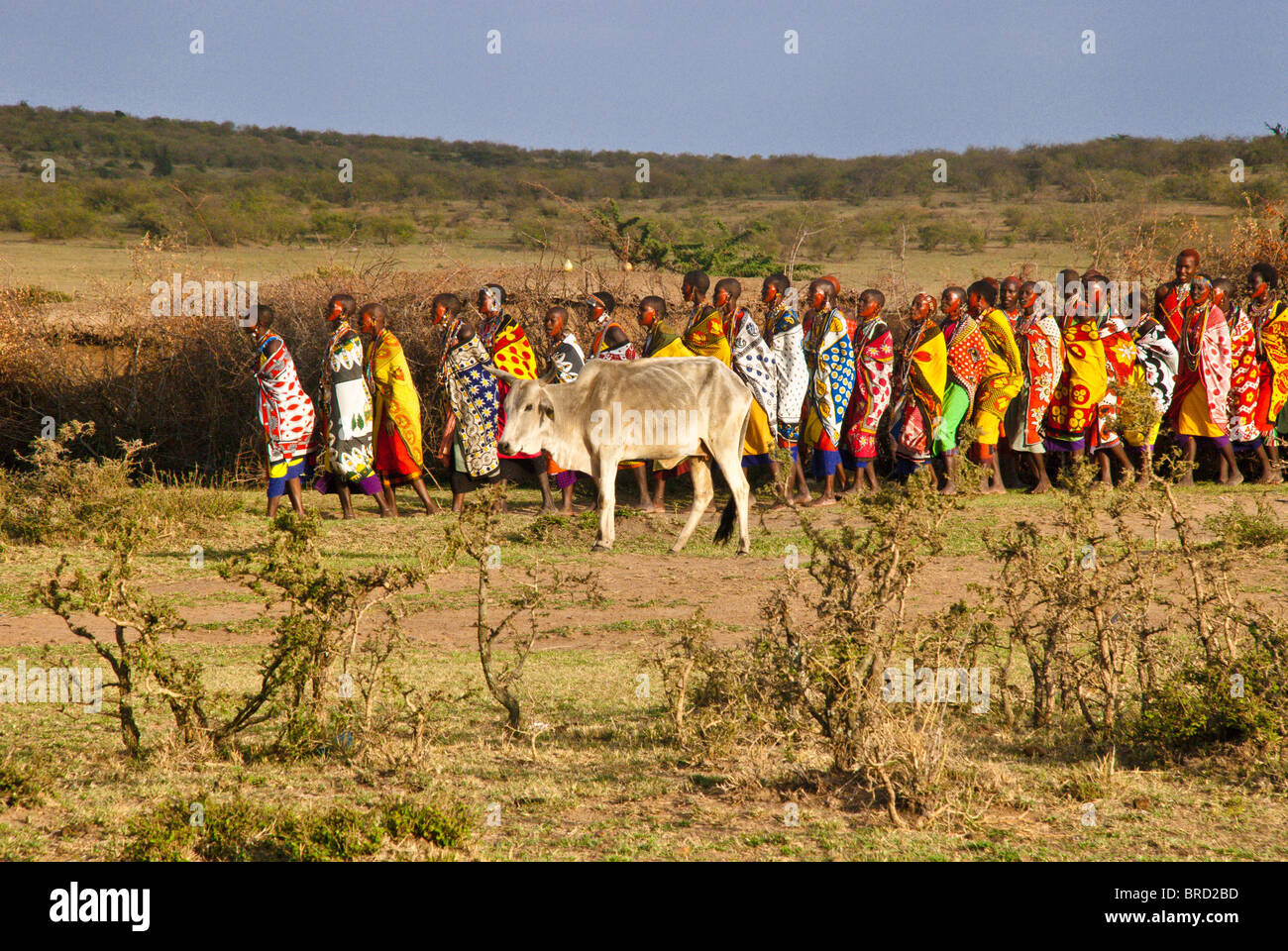 Masai women doing welcome dance with cattle grazing in the foreground, Masai Mara, Kenya, Africa Stock Photo