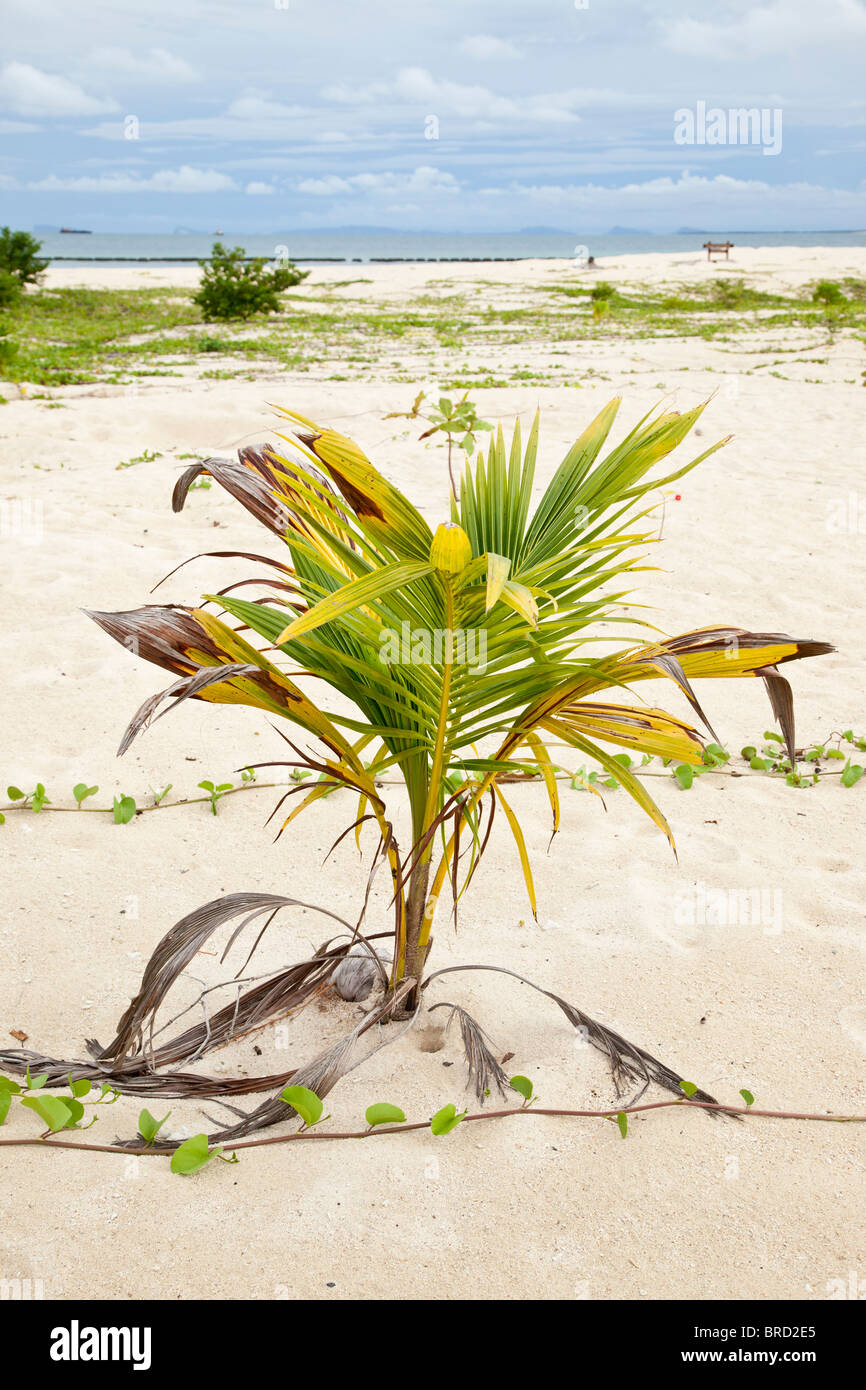 Seedling coconut palm, Cocos nucifera, Selingan Island, Sabah, Borneo Stock Photo