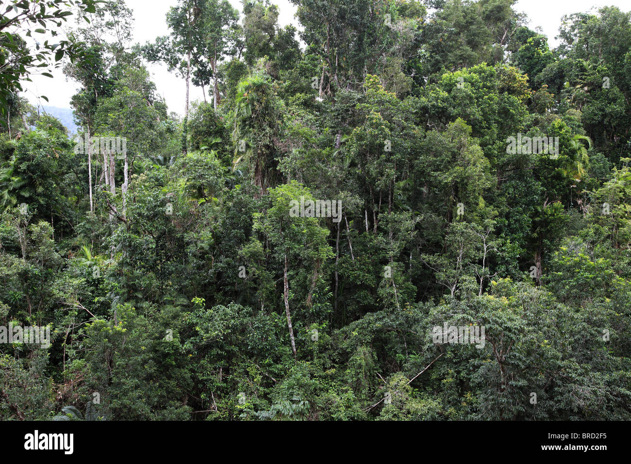 Tropical Rain Forest High Resolution Stock Photography and Images - Alamy