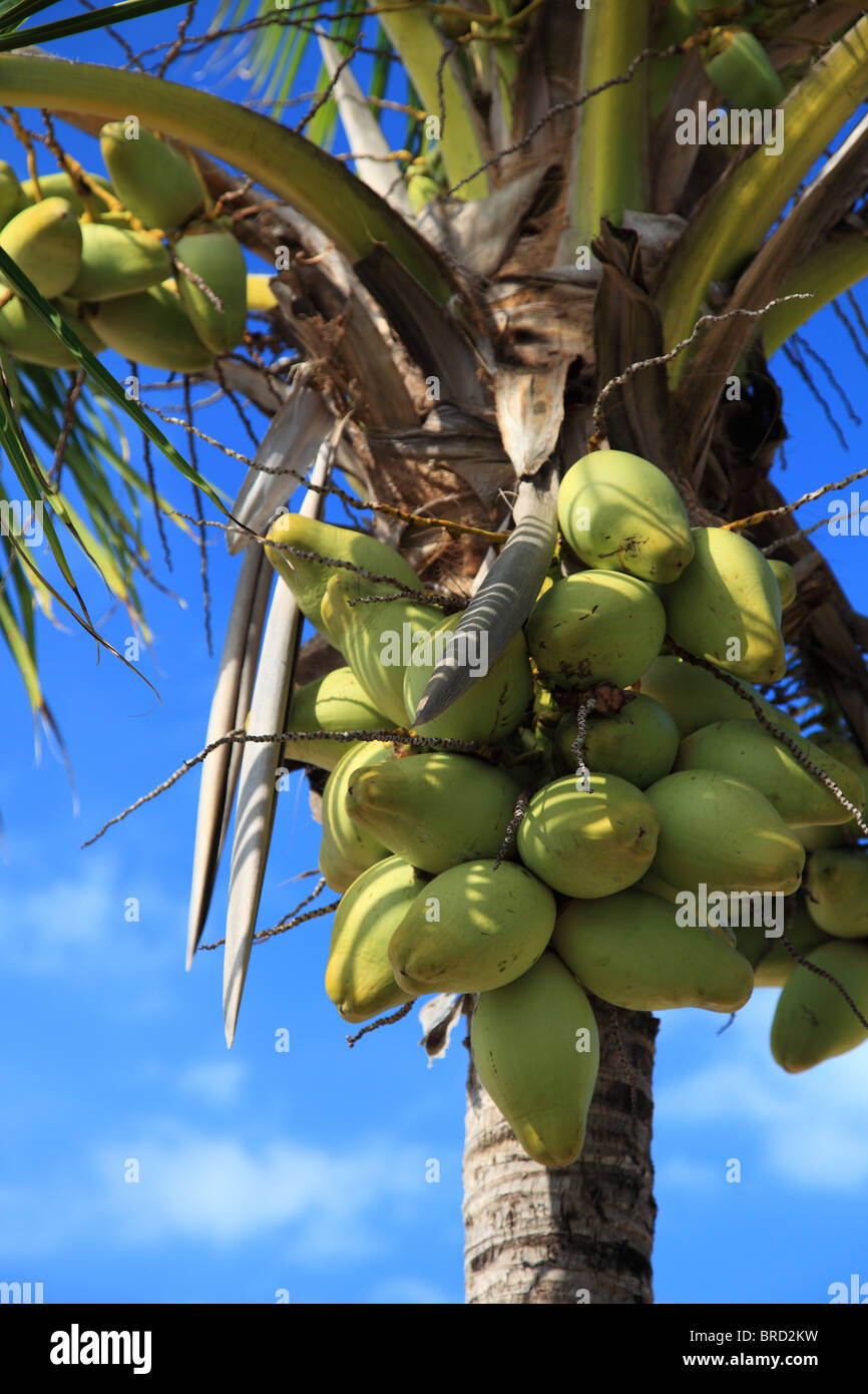 Coconuts on a tropical palm tree Stock Photo Alamy