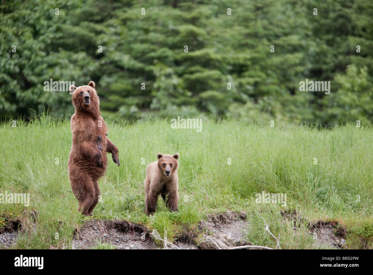 Brown bear female stands  with her cub in tall grasses, Prince William Sound, Chugach Mountains, Chugach National Forest, Alaska Stock Photo