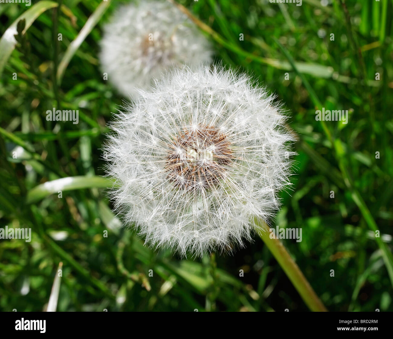 dandelions gone to seed Stock Photo