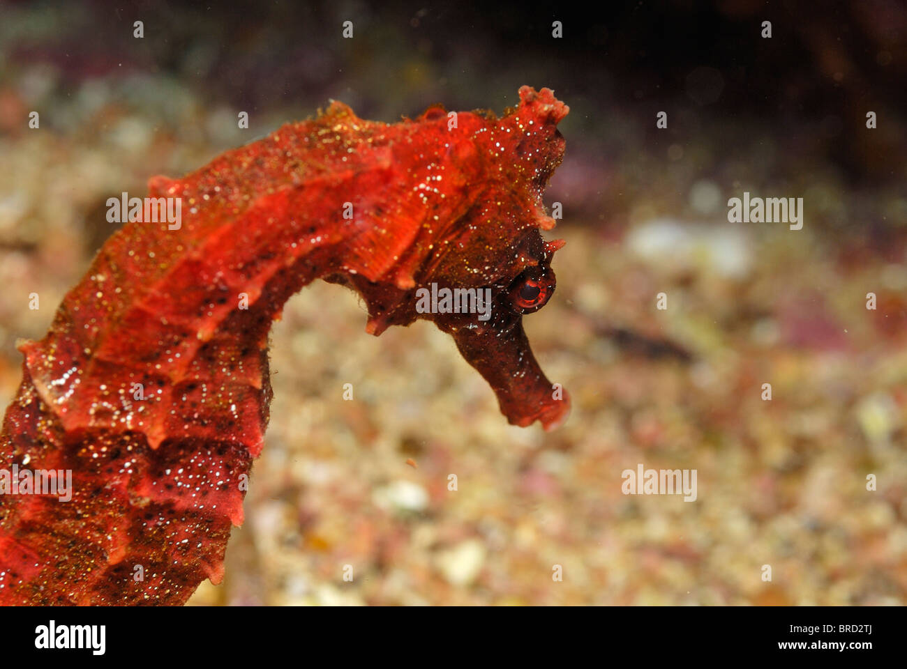 Close up of Red Pacific seahorse (Hippocampus ingens), underwater view, off the Galapagos Islands Archipelago, Ecuador Stock Photo