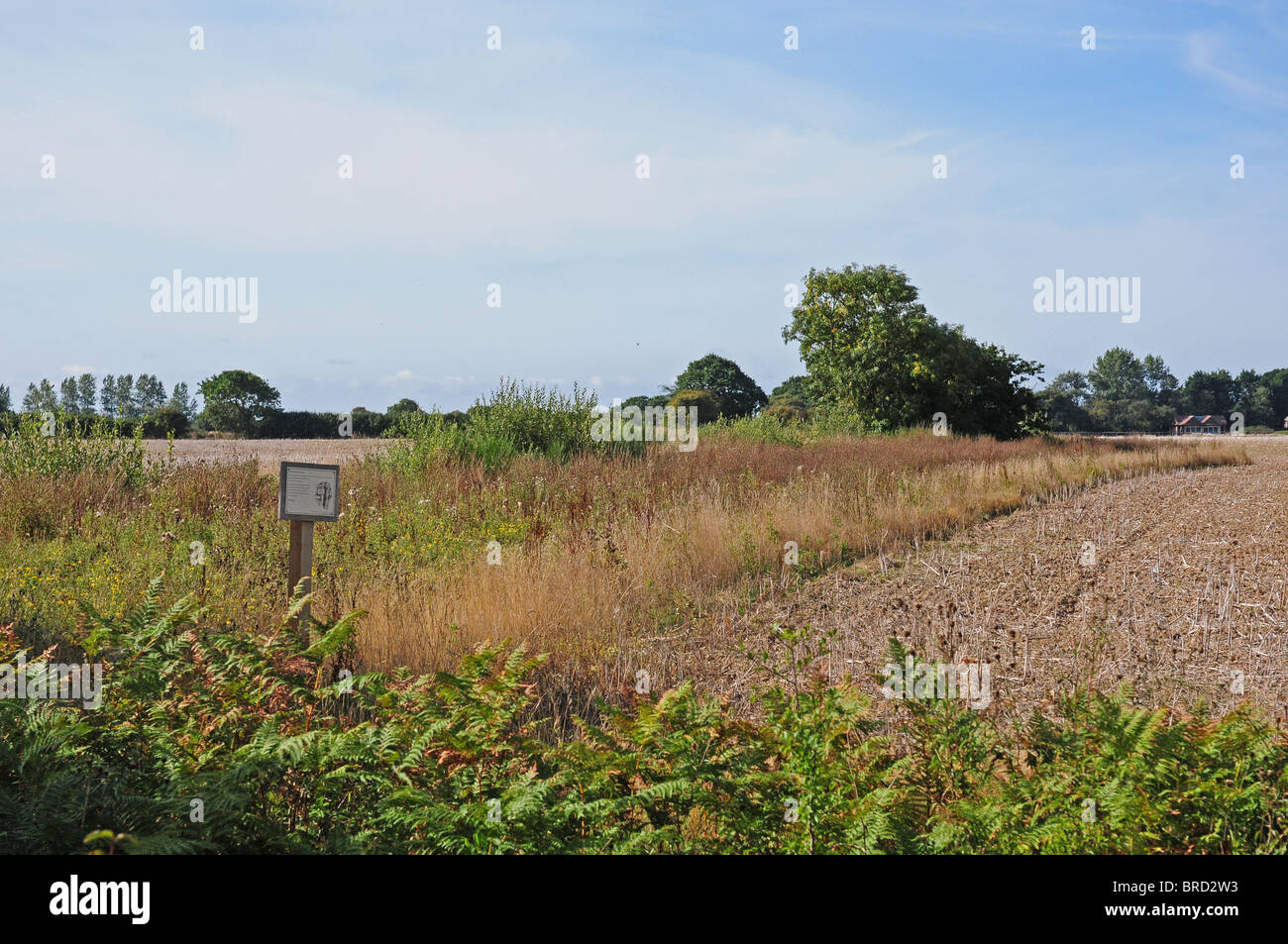 Field margin of arable land maintained for wildlife. Notice requesting walkers to keep to footpaths. Stock Photo