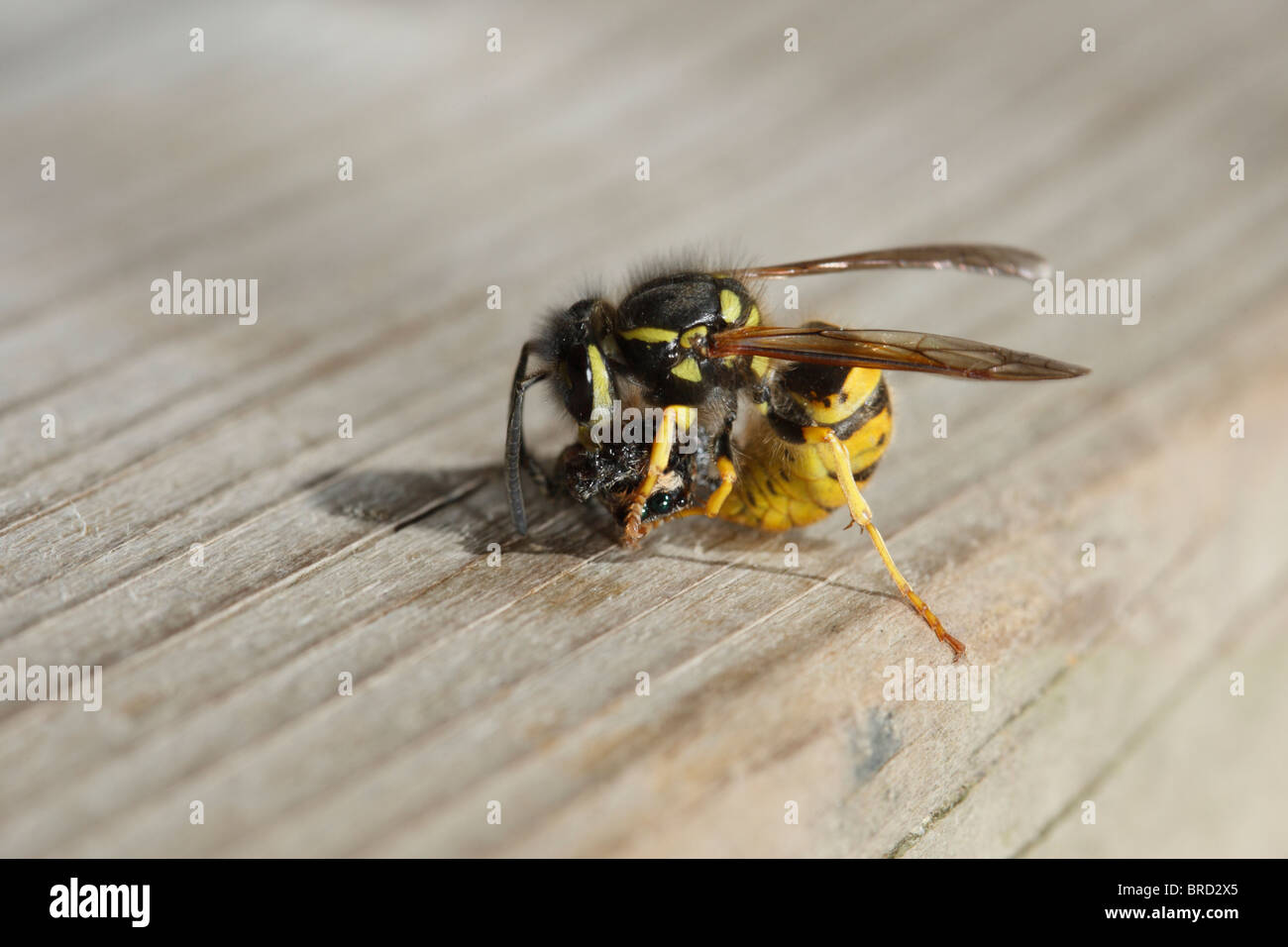 Common Wasp attacking and killing a Fencepost Jumping Spider Stock Photo