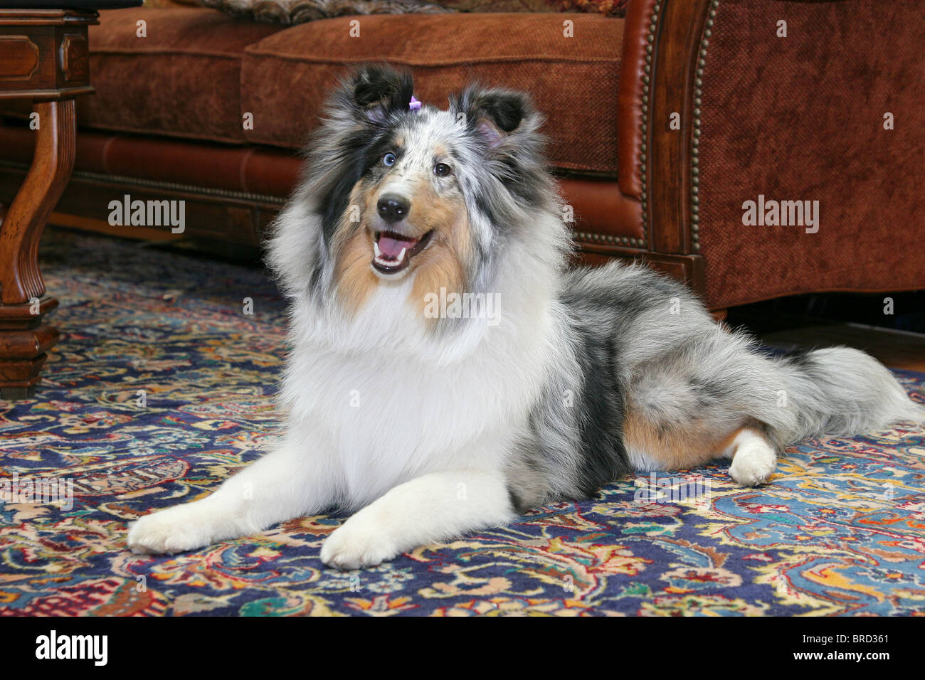 one pretty Sheltie dog headshot portrait in a livingroom natural setting Stock Photo