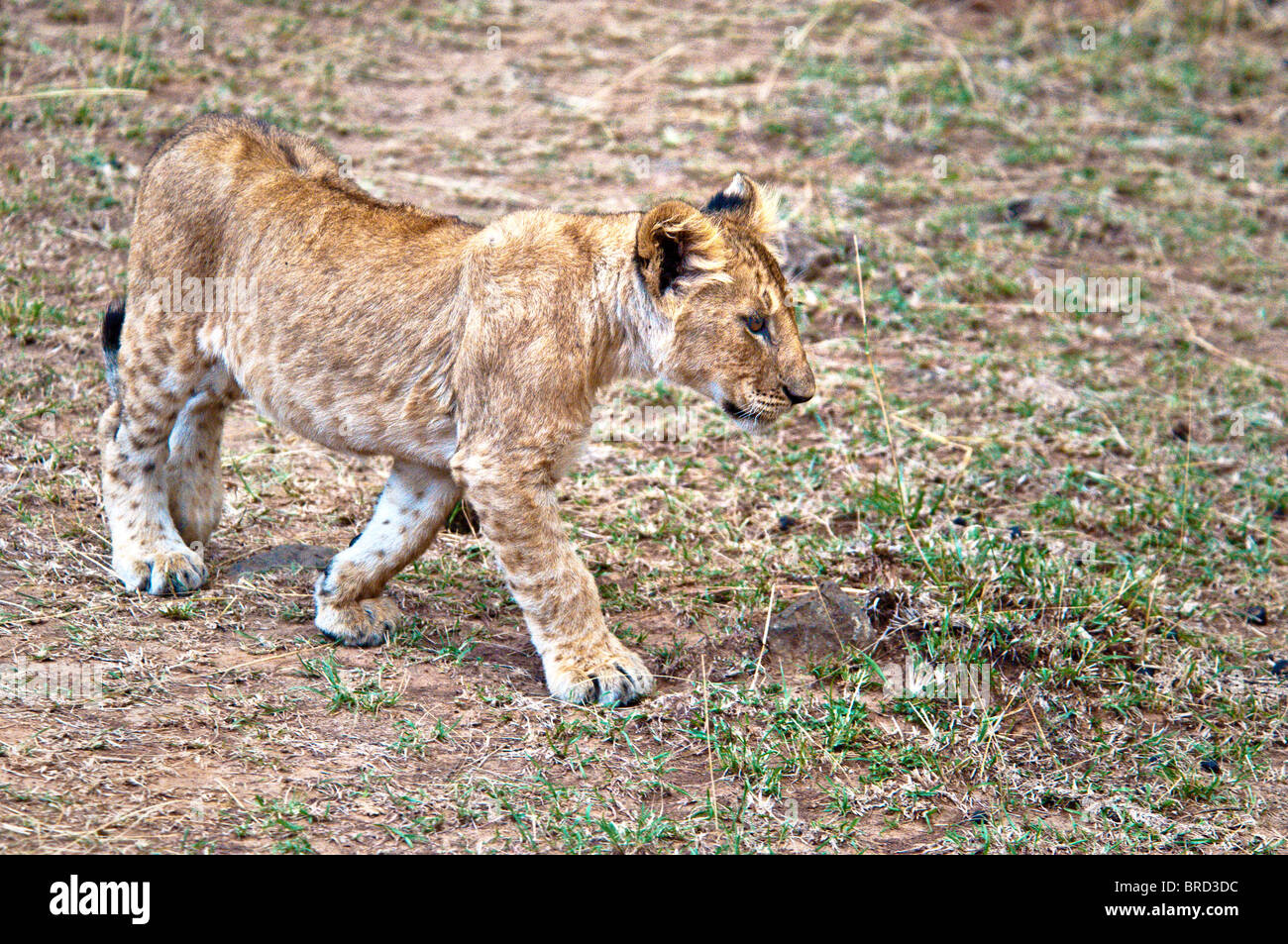 Lion Cub, Panthera leo, Masai Mara National Reserve, Kenya, Africa Stock Photo