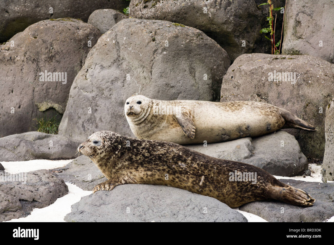 The Common Seal (Phoca vitulina), also known as the Harbor (or Harbour) Seal. Stock Photo