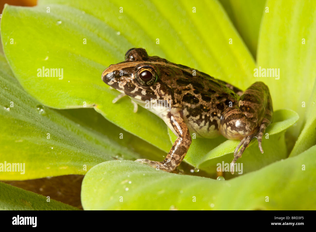 Grass frog, Fejervarya limnocharis, Tuaran, Sabah, Borneo Stock Photo