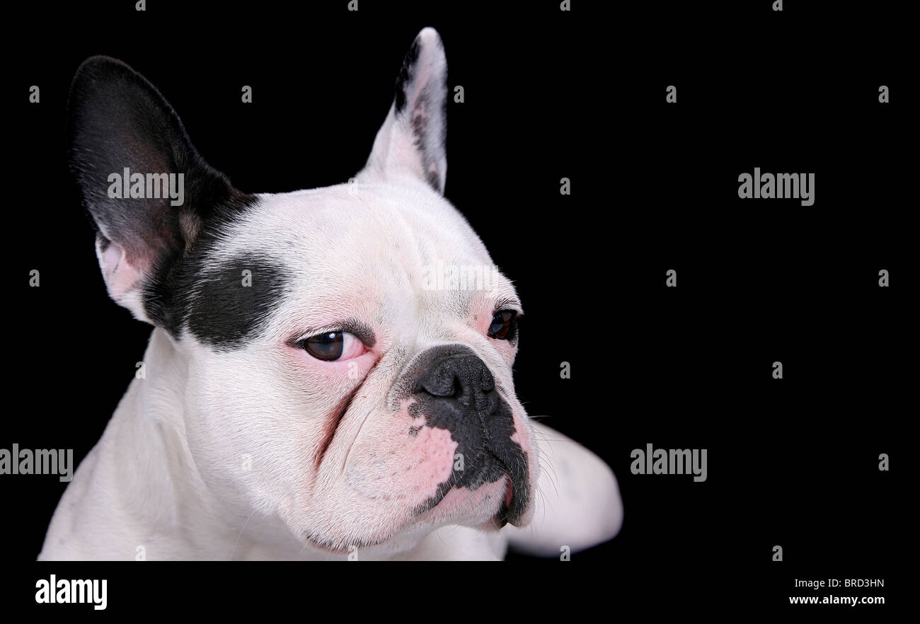 closeup portrait of a white bulldog over black Stock Photo