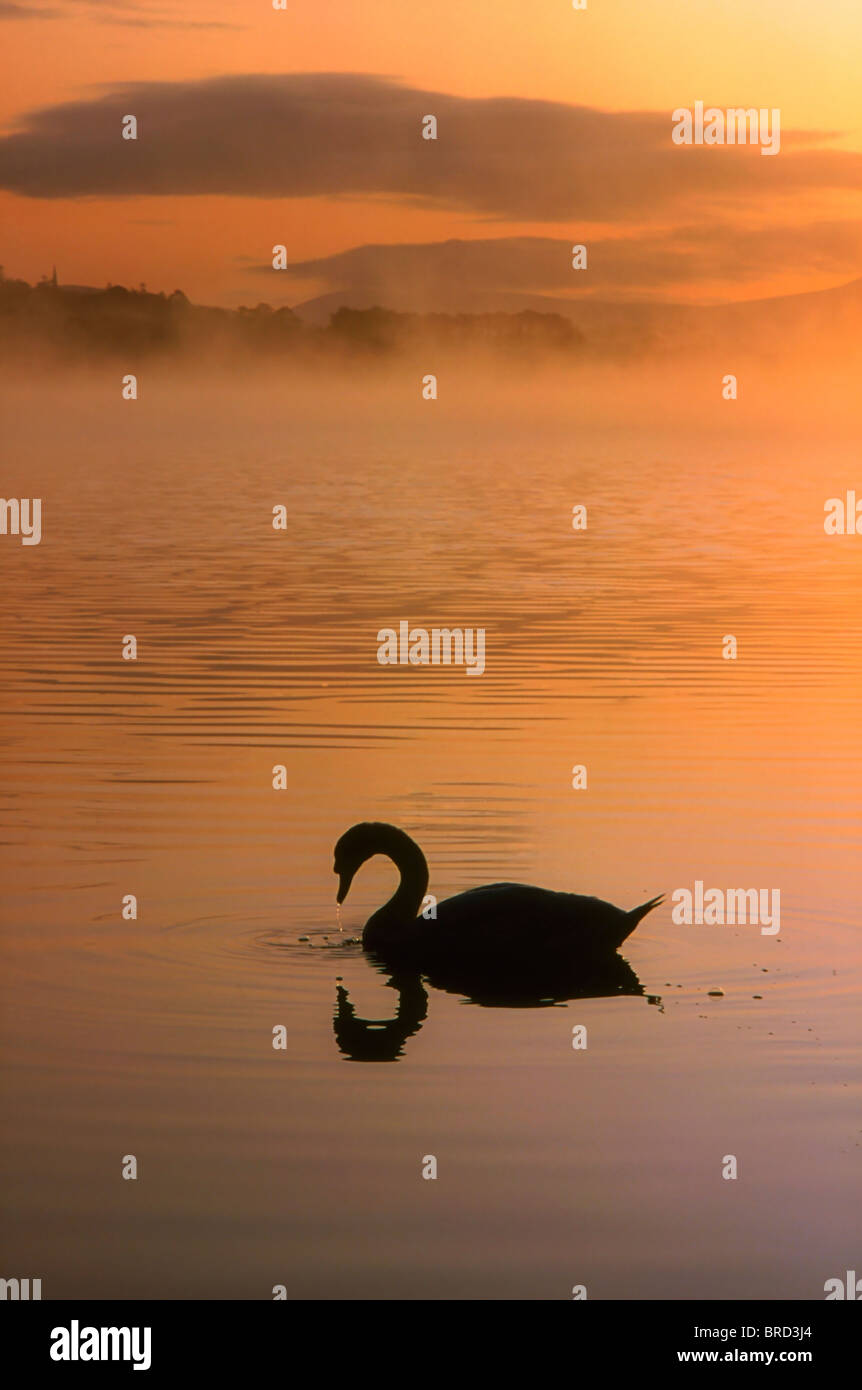 Lough Leane, Lakes Of Killarney, Co Kerry, Ireland; Silhouetted Swan