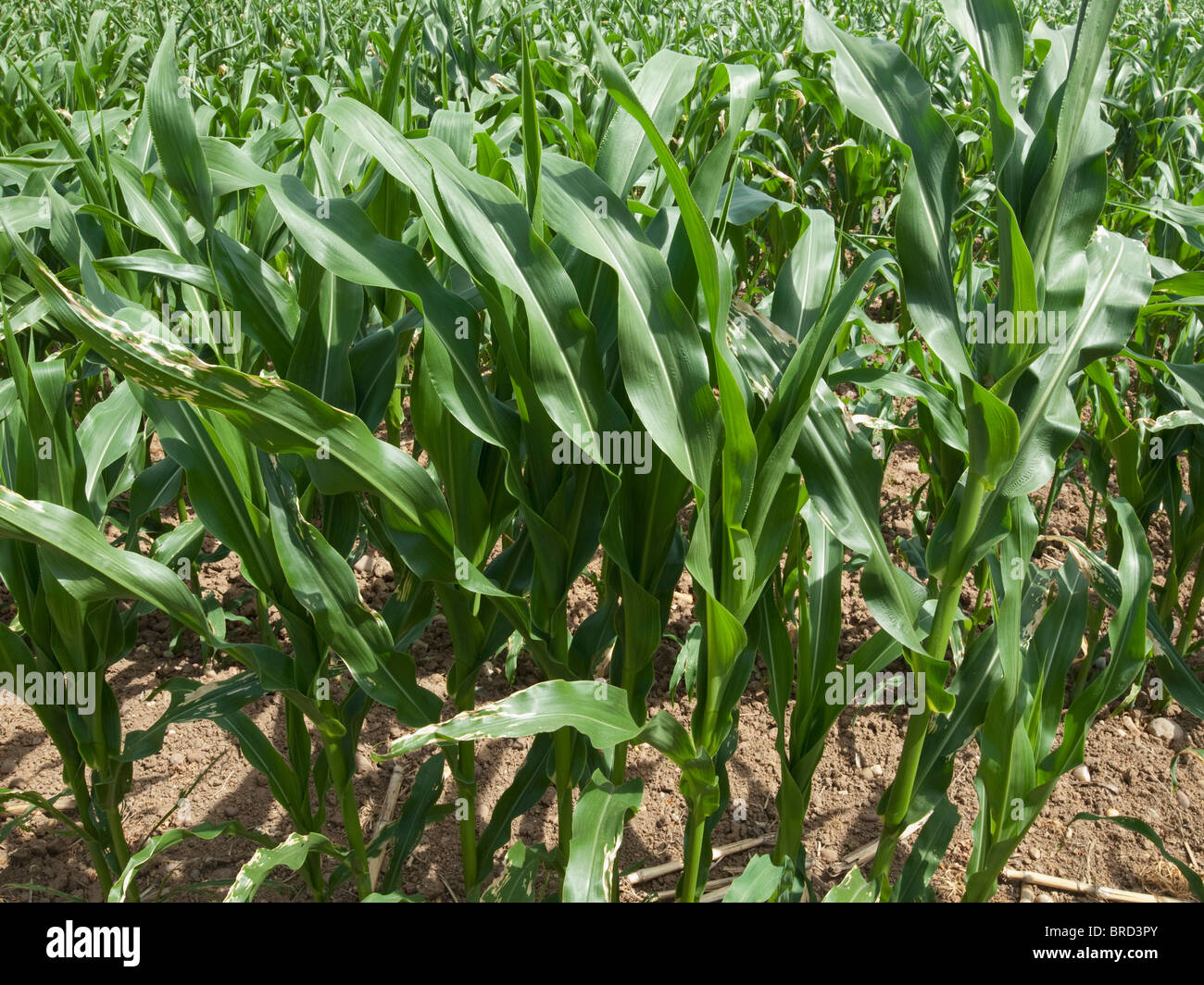 maize plants growing in a field Stock Photo Alamy