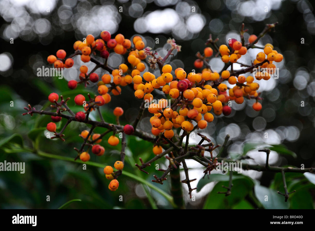 Schefflera arboricola Hayata, Mature fruits. Stock Photo
