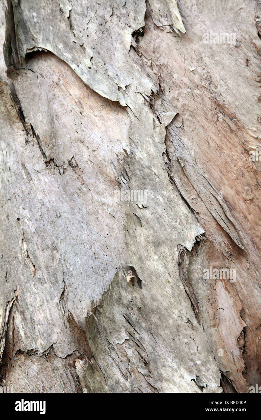 Background texture of cracked tree bark Stock Photo