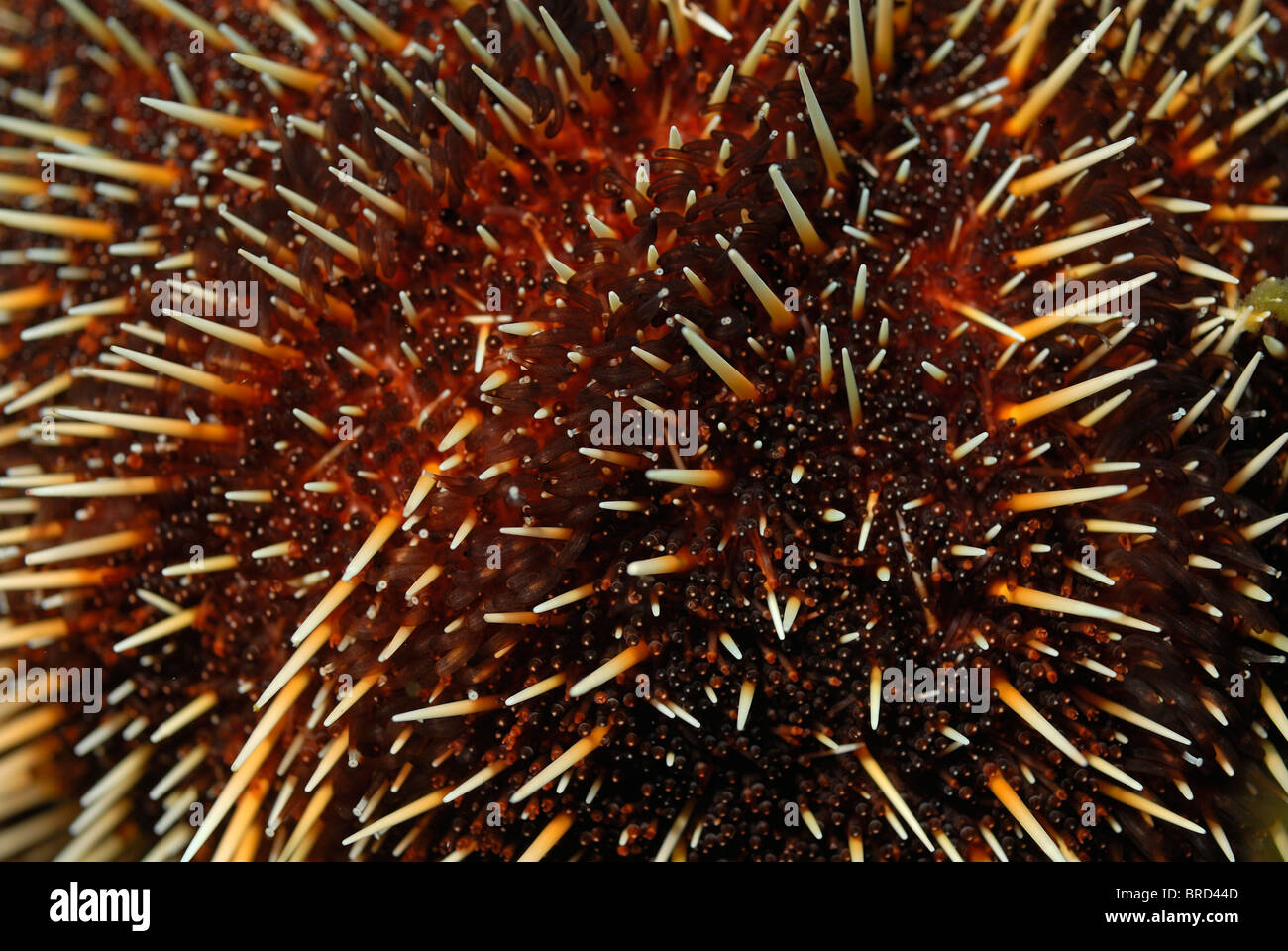 White Sea Urchin (Tripneustes depressus), extreme close-up, underwater view,, Ecuador, Galapagos Archipelago, Stock Photo